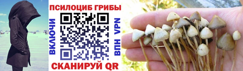 Псилоцибиновые грибы Psilocybine cubensis  Сорочинск 